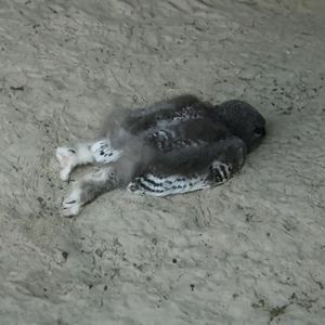 Meet your Posher, Roronoa